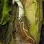 Supporto per coltelli da lancio elfi LARP incl. coltello - Celtic Webmerchant