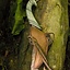 Support pour couteaux de projection elfique LARP incl. couteau - Celtic Webmerchant