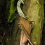 Supporto per coltelli da lancio elfi LARP incl. coltello - Celtic Webmerchant