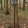 Epic Armoury LARP Kingsguard Halberd - Celtic Webmerchant