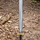 Epic Armoury LARP redo för strid Sword Fighter - Celtic Webmerchant