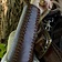 Epic Armoury Brassards en cuir Battle, marron, paire - Celtic Webmerchant