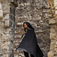 Mantello medievale Karen nero - Celtic Webmerchant