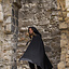 Medieval cloak Karen black - Celtic Webmerchant