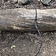Epic Armoury Recurve bue medium, sort - Celtic Webmerchant