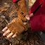 Gants sans doigts en cuir suédé, marron - Celtic Webmerchant