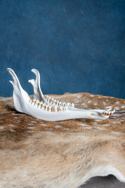 Lower jaw of red deer - Celtic Webmerchant