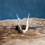 Lower jaw of roe deer - Celtic Webmerchant