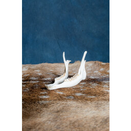 Lower jaw of roe deer - Celtic Webmerchant