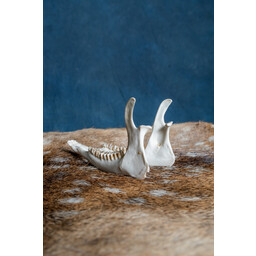 Lower jaw of roe deer - Celtic Webmerchant