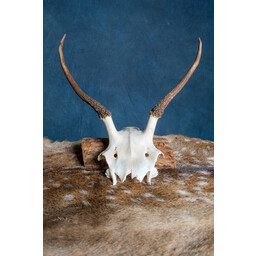 Skull Red Deer Cernunnos - Celtic Webmerchant