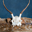 Skull Red Deer Cernunnos - Celtic Webmerchant