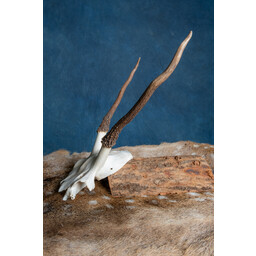 Schedel Edelhert Cernunnos - Celtic Webmerchant