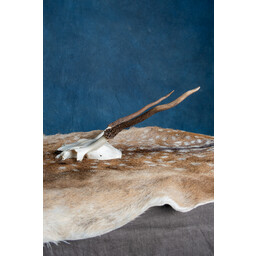 Crâne Cerf Rouge Cernunnos - Celtic Webmerchant