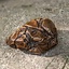 Sand Stone, brun, LARP Vapen - Celtic Webmerchant