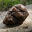 Sand Stone, brun, LARP Våben - Celtic Webmerchant