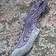 Epic Armoury LARP dagger dragon - Celtic Webmerchant