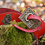 Centurion belt - Celtic Webmerchant