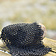 Bronsat ringbrynjestycke, ej nitad, 8 mm - Celtic Webmerchant