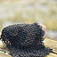 Bronsat ringbrynjestycke, ej nitad, 8 mm - Celtic Webmerchant