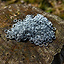 1 kg galvaniserede ringbrynjer, uden nitter, 8 mm - Celtic Webmerchant