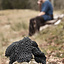 Czepiec z kwadratową dekolt, ocynkowanych, 8 mM - Celtic Webmerchant