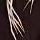 Deepeeka Veter met aglets, set van 5, naturel - Celtic Webmerchant