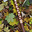 Wiking Axe, typ A, wygrawerowany - Celtic Webmerchant