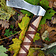 Deepeeka Wiking Axe, typ A, wygrawerowany - Celtic Webmerchant