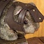 Battle Companion Guinea Pig Louis - Celtic Webmerchant