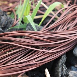 Lædersnørebånd, sæt med 50, sorte - Celtic Webmerchant