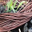 Leather laces, set of 50, black - Celtic Webmerchant