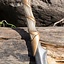LARP Elven jagtkniv - Celtic Webmerchant
