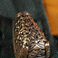 Tierkopf-Schildkrötenbrosche Gotland, Bronze - Celtic Webmerchant
