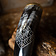 Lord of Battles Wikinger Trinkhorn mit Yggdrasil - Celtic Webmerchant