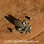 Adornos de cinturón flor de lis (juego de 5 piezas), bronce plateado - Celtic Webmerchant