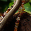 Collier Birka - Celtic Webmerchant