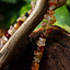 Ketting Birka - Celtic Webmerchant