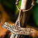 Martillo de Thor Rømersdal con anillo - Celtic Webmerchant