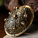 Schildkrötenfibel Dublin - Celtic Webmerchant