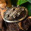 Schildkrötenfibel Dublin - Celtic Webmerchant