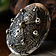 Turtle broszka Dublin, posrebrzane - Celtic Webmerchant