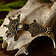 Germanik Fibula Typ Hahnheim, Brąz - Celtic Webmerchant