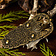 Sutton Hoo belt buckle - Celtic Webmerchant