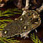Hebilla de cinturón Sutton Hoo - Celtic Webmerchant