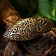 Jellinge turtle brooch - Celtic Webmerchant