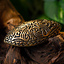 Jellinge turtle brooch - Celtic Webmerchant