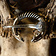 Baltic Ringfibel mit Tierköpfen, Bronze - Celtic Webmerchant
