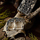 accesorios de cinturón de plata Gokstad - Celtic Webmerchant