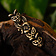 Końcówka pasa wikinga Borre, 1 cm (brąz) - Celtic Webmerchant
